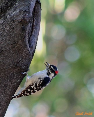 DOWNEY WOODPECKER