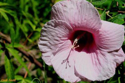 PINK HYBISCUS