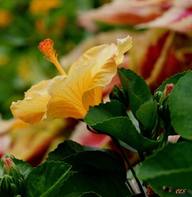 YELLOW HYBISCUS