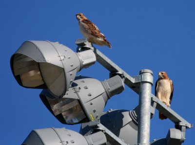 MA AND PA RED TAILED HAWKS