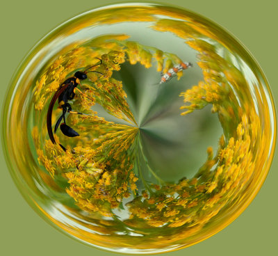 ORB BUGS