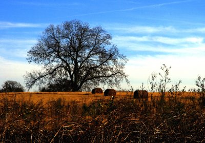 TREE AND BALES