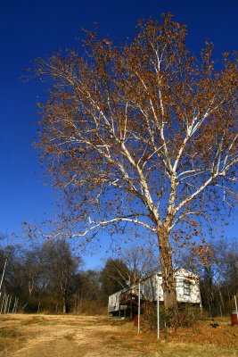 TRAILER AND TREE