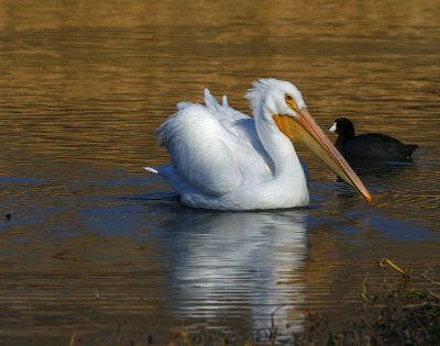 PELICAN AND A COOT