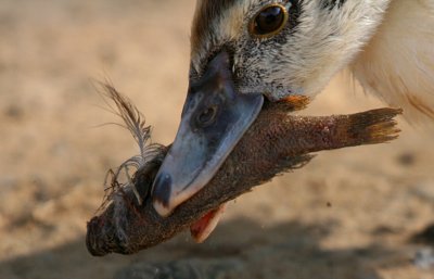 FISH AND FEATHERS MAKES FOR A BALANCED MEAL