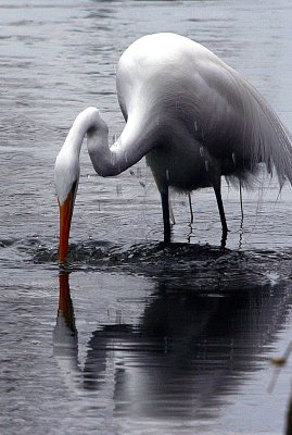 EGRET ON A WINTER'S DAY