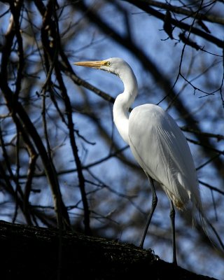 GREAT WHITE EGRET IN A TREE