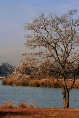 TREE BY THE LAKE