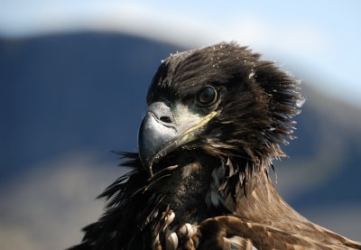 Young White-Tailed Eagle