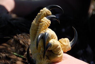 The claws of the White-Tailed Eagle