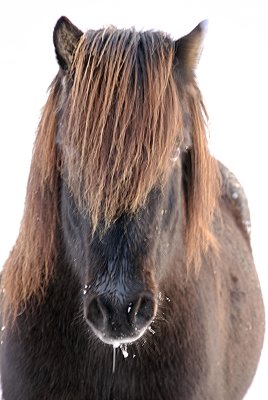 The Icelandic pony