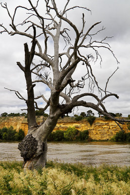 Ancient  Branches