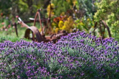 Lavender  Fields