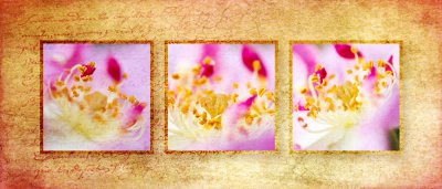 Rosy Triptych