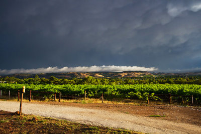 Stormy  Day  In  The  Barossa