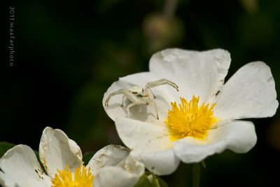 Misumena Vatia