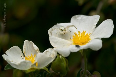 Misumena Vatia