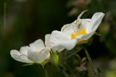 Misumena Vatia