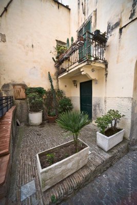 Cervo 