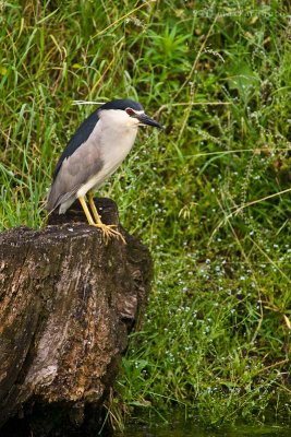 Nycticorax nycticorax