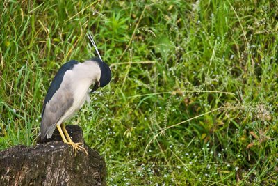Nycticorax nycticorax
