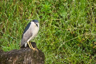 Nycticorax nycticorax