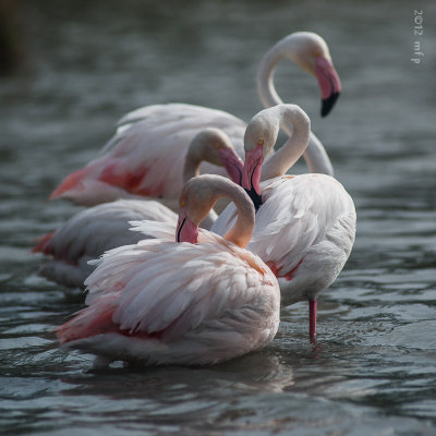 Phoenicopterus Ruber