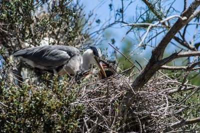 Ardea Cinerea