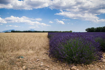 Plateau de Valensole