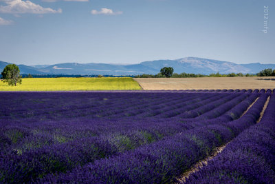 Plateau de Valensole