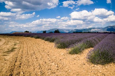 Plateau de Valensole