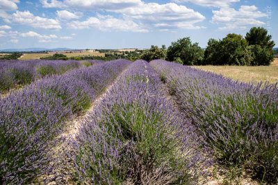 Plateau de Valensole