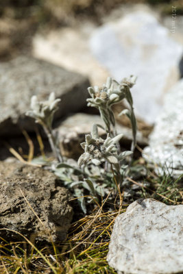 Edelweiss