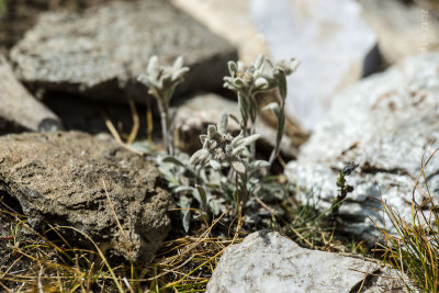 Edelweiss