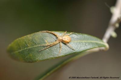 Spider(on olive leaf).JPG