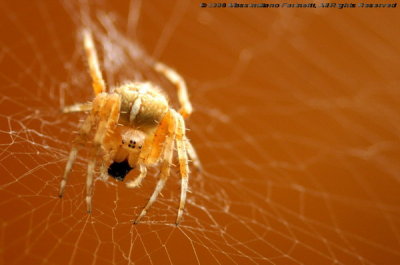 Hungry_Spider.jpg