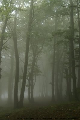 Foggy beech trees.jpg