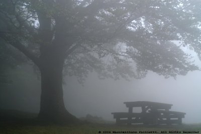 Foggy bench.jpg