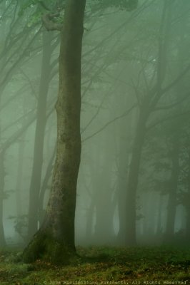 Foggy wood.jpg