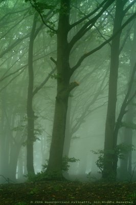 Foggy wood 2.jpg