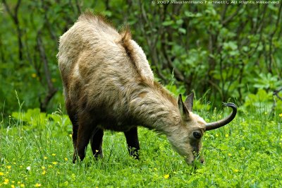 chamois