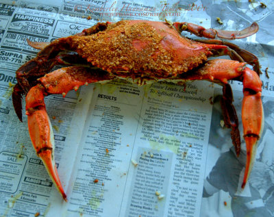 Steamed Maryland Blue Crab