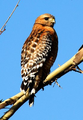 Red Shouldered Hawk