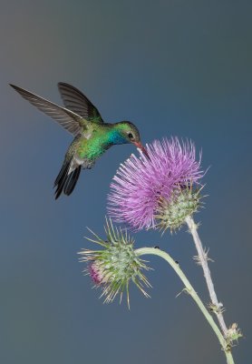  Hummingbirds