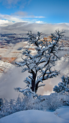 Grand Canyon Snowy Tree