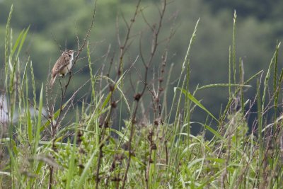 Sedge Warbler ??