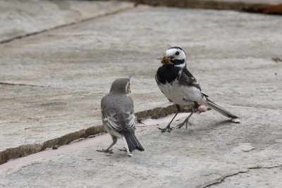 Pied Wagtail