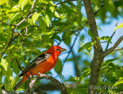 Scarlet Tanager