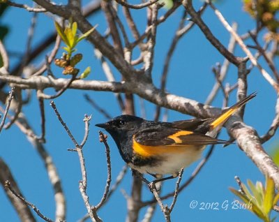 American Redstart