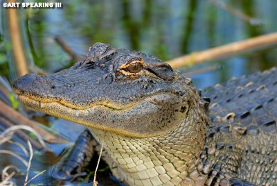 Viera Wetlands Alligator
